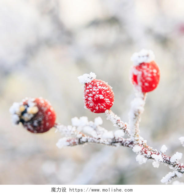 冬天的背景下红浆果冷冻满白霜的树枝霜降